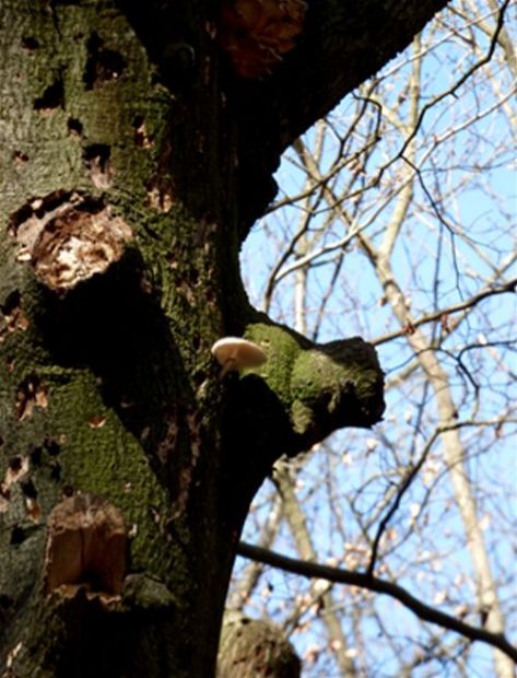 Indicating the presence of aerial deadwood on beech at Burnham Beeches, Buckinghamshire 